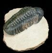 Prone Reedops Trilobite #4926-3
